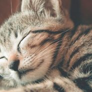 Tips and Tricks for Improving Sleep this World Sleep Day
