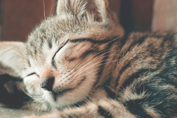 Tips and Tricks for Improving Sleep this World Sleep Day